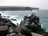 Galapagos 3-1-16 Espanola Punta Suarez Cliffs